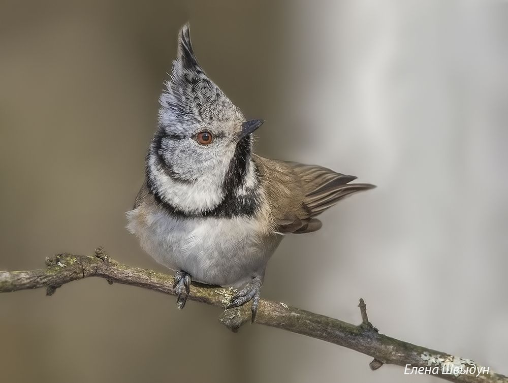European crested tit