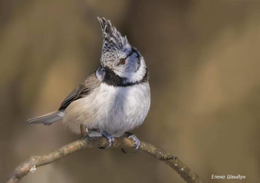 European crested tit