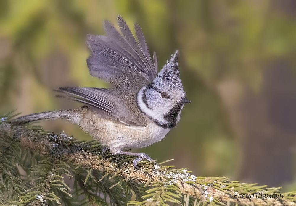 European crested tit