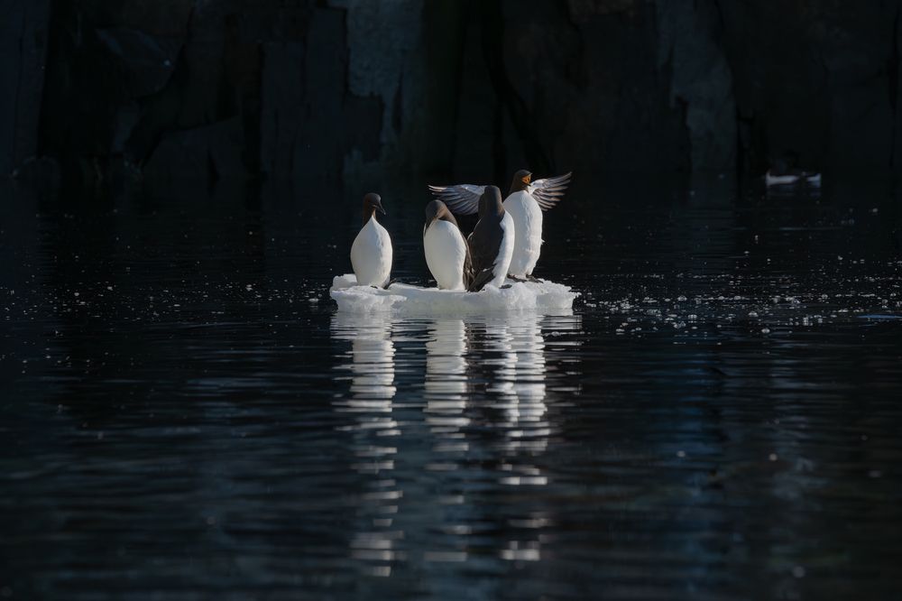 Penguins of the Arctic