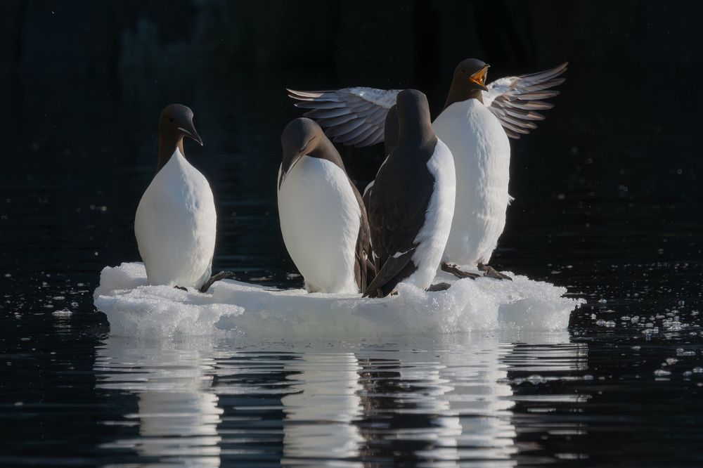 Penguins of the Arctic