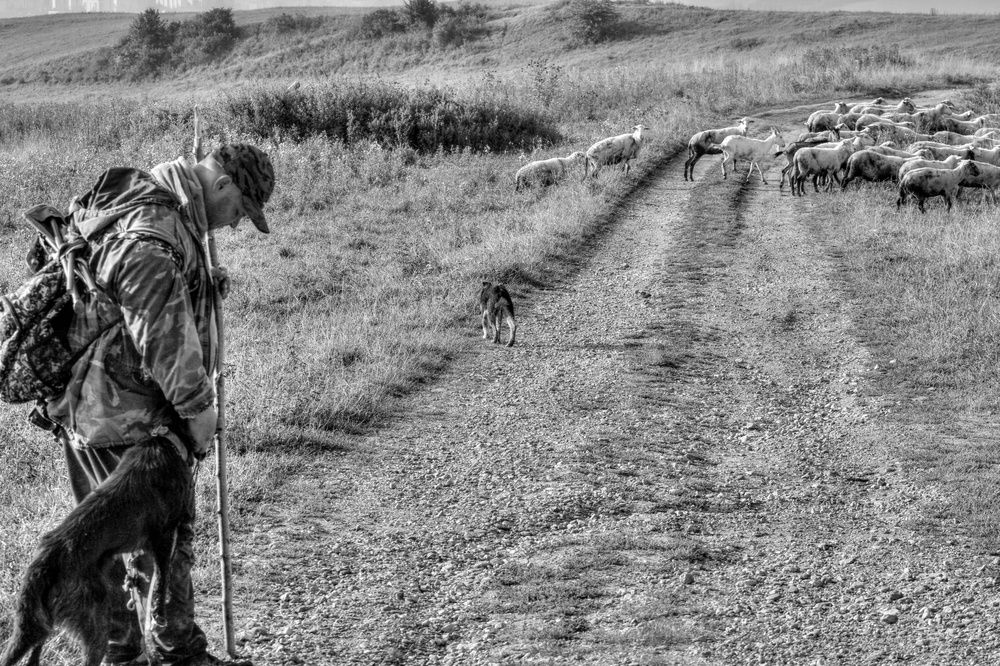 On the way to the pasture 2