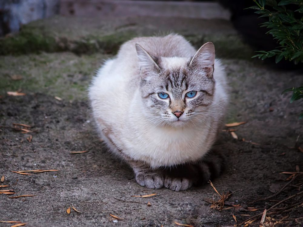 Чудесный котик с голубыми глазами