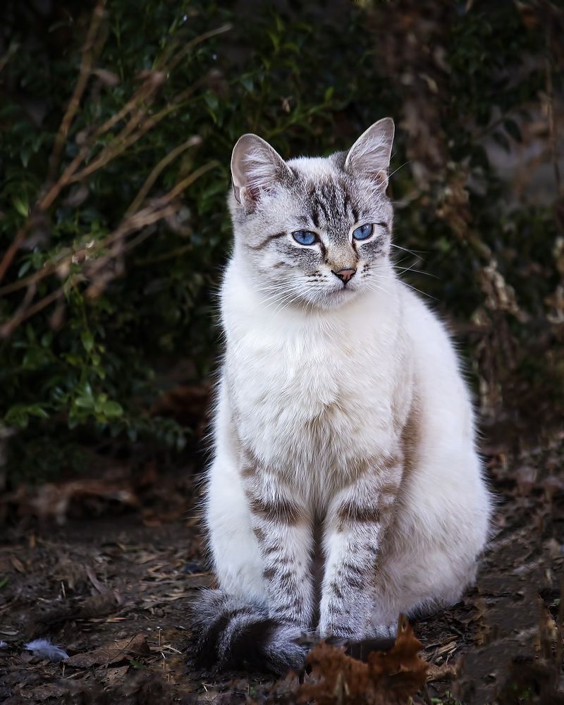 Чудесный котик с голубыми глазами