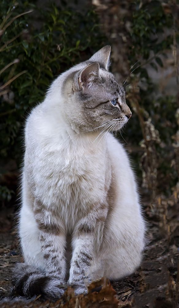 Чудесный котик с голубыми глазами