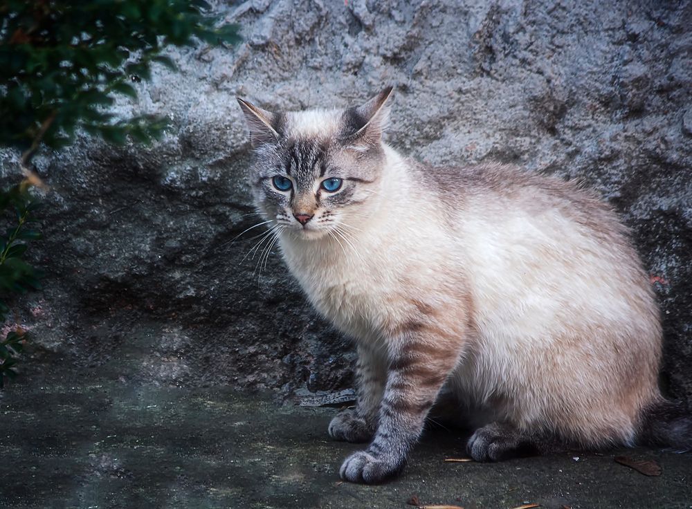 Чудесный котик с голубыми глазами