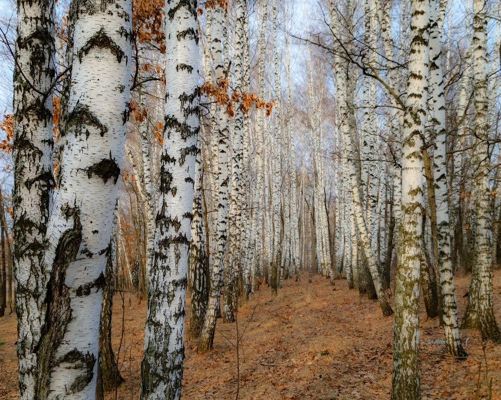 Photo 2837882