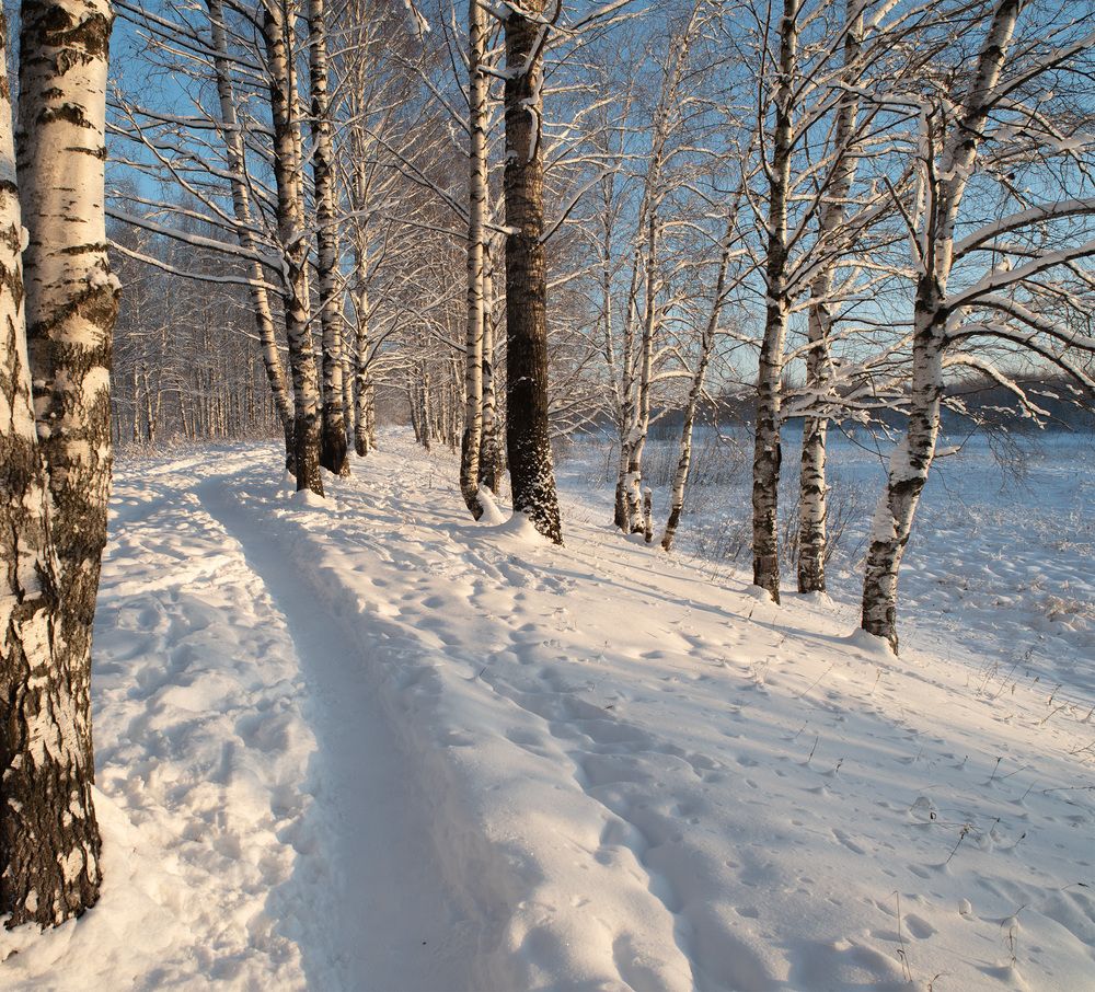 Яркий зимний день в березовой роще