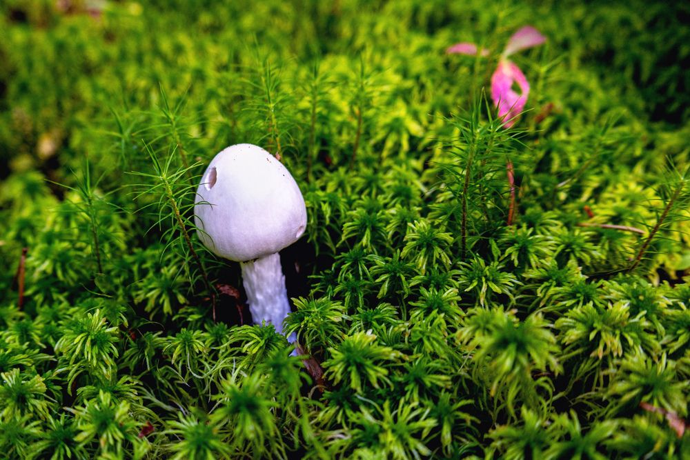 А этот малыш - из рода Amanita, то есть из рода Мухоморов...
