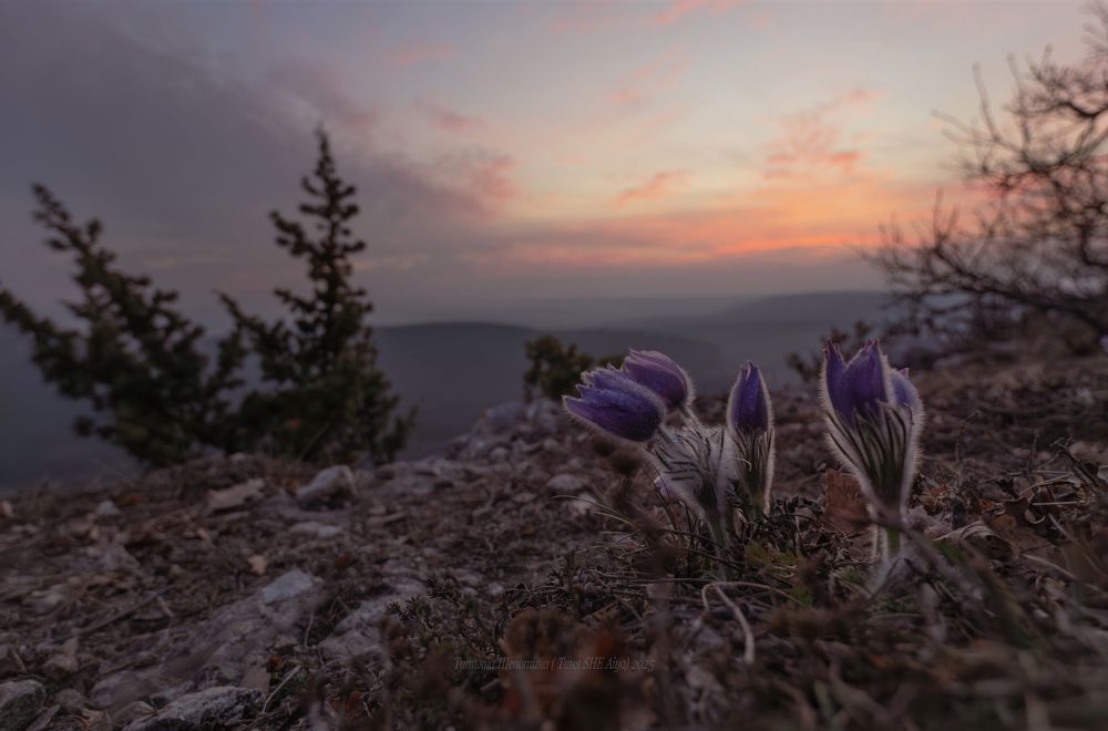 В Крыму время сон-травы