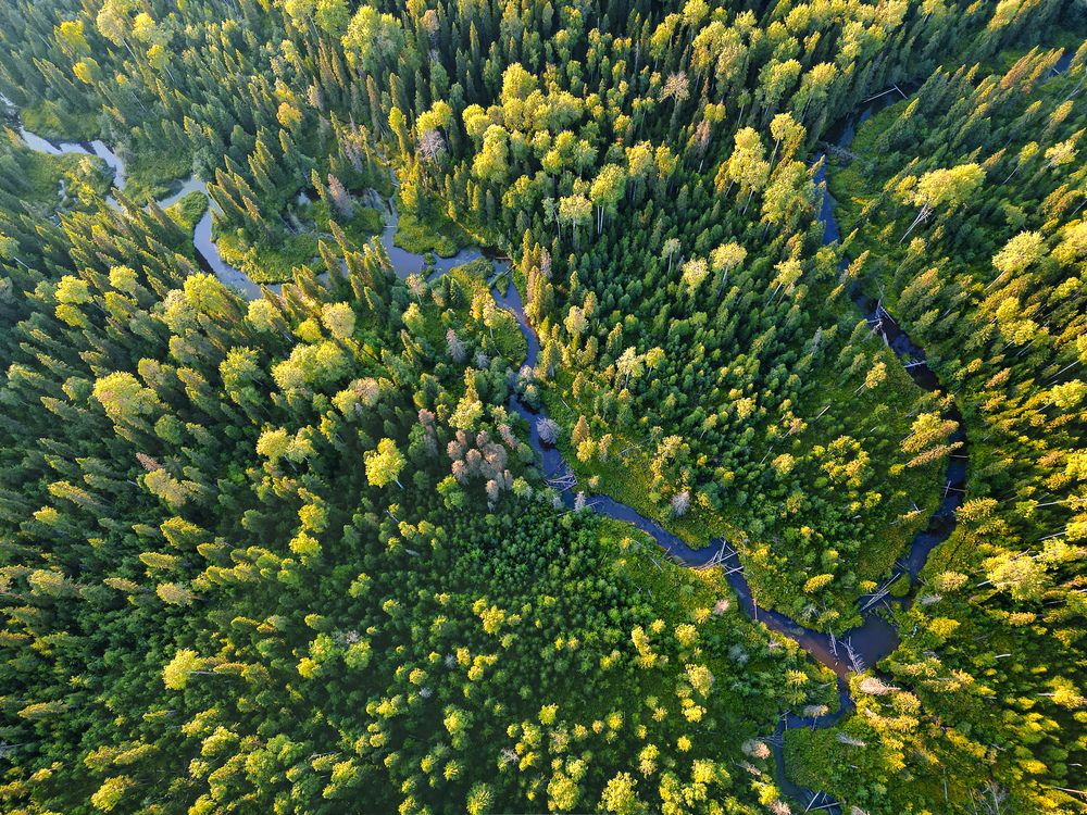 Зеленое море Коми. Нацпарк Койгородский