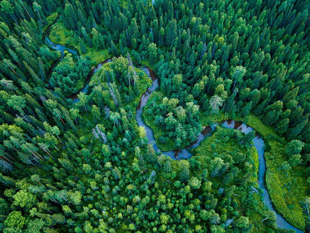 Зеленое море Коми. Нацпарк Койгородский