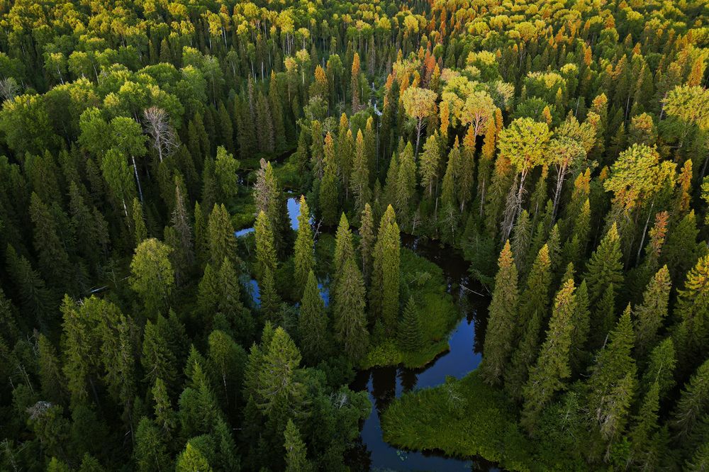 Зеленое море Коми. Нацпарк Койгородский
