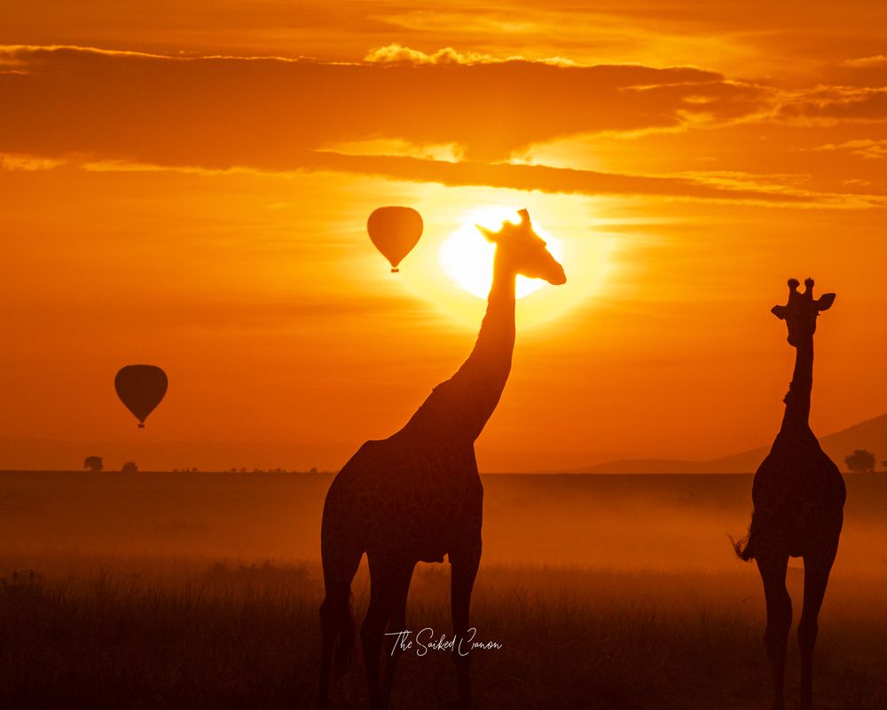 Serendipity in Serengeti