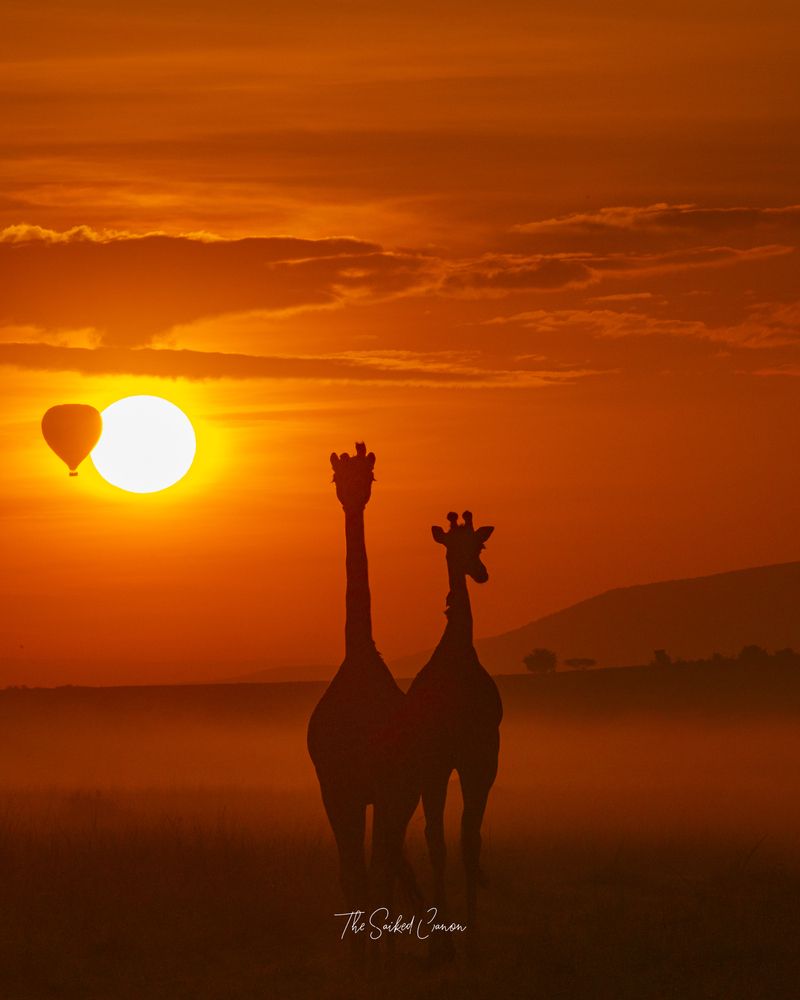 Serendipity in Serengeti