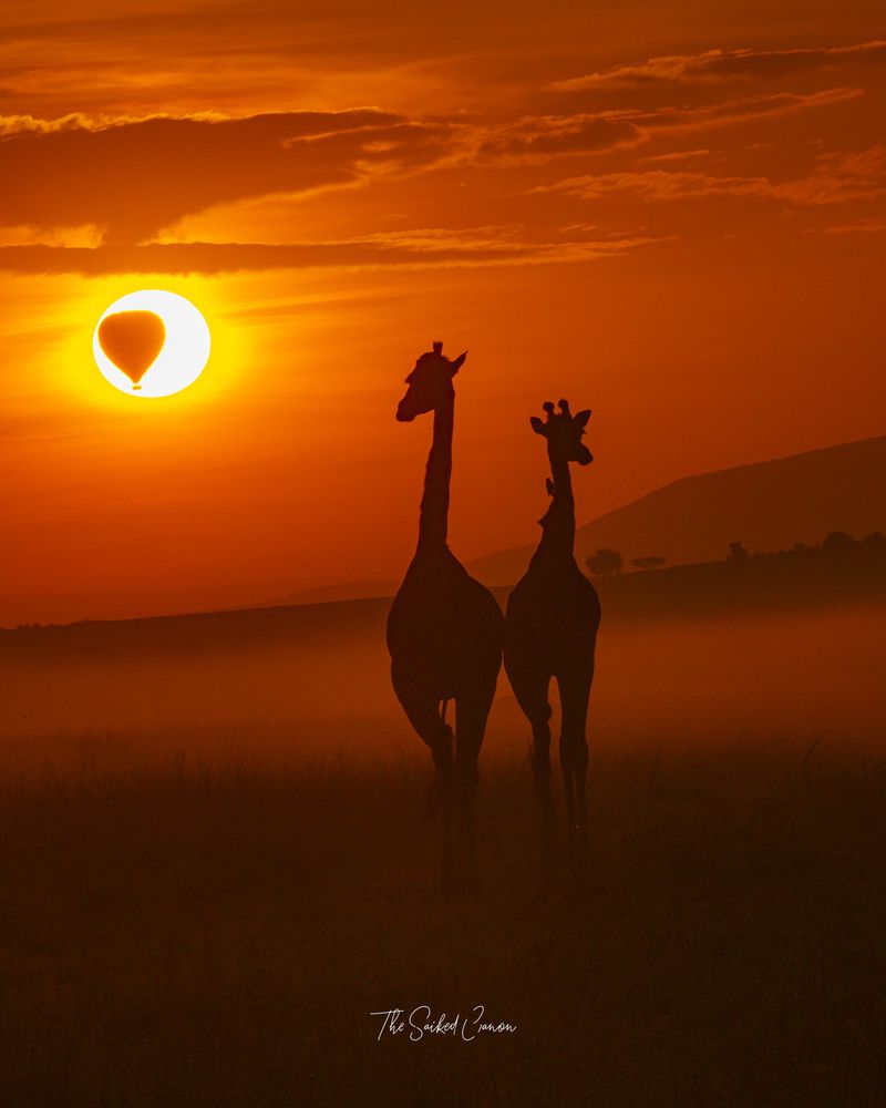 Serendipity in Serengeti