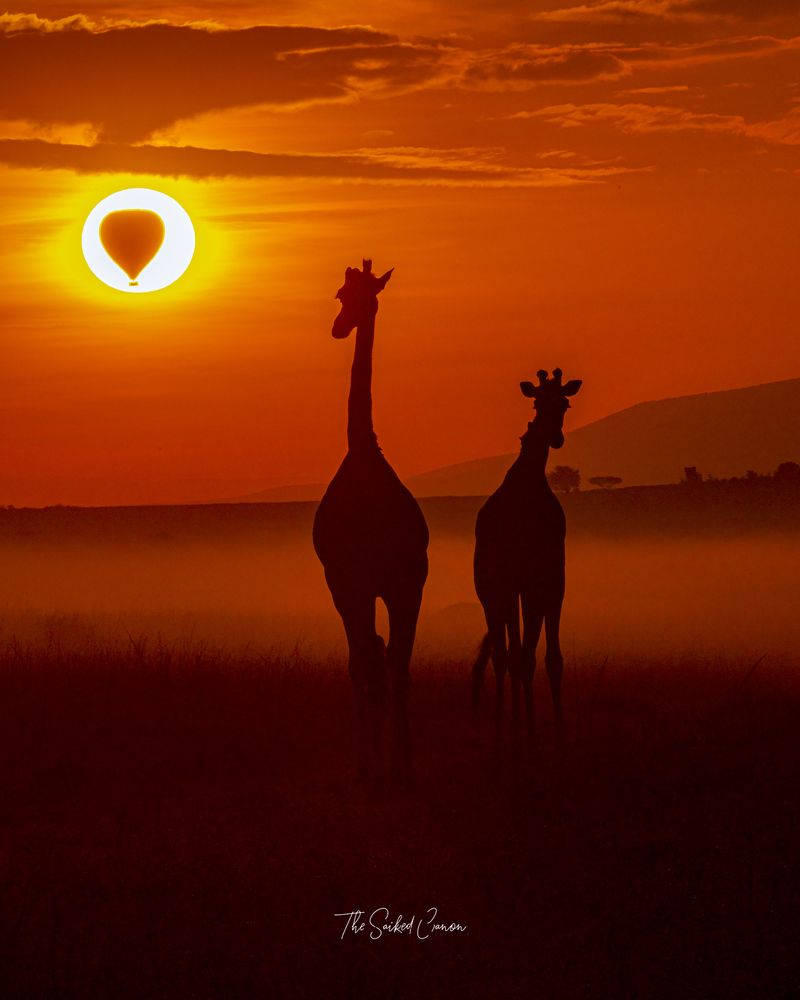 Serendipity in Serengeti