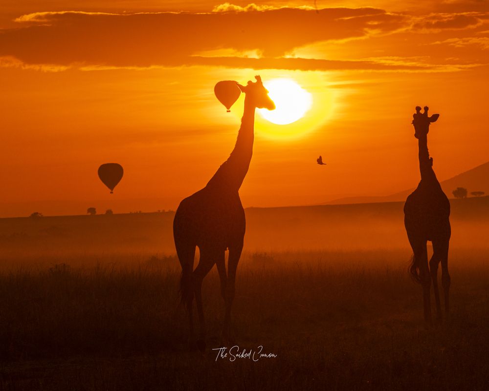 Serendipity in Serengeti