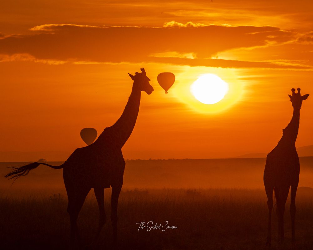 Serendipity in Serengeti