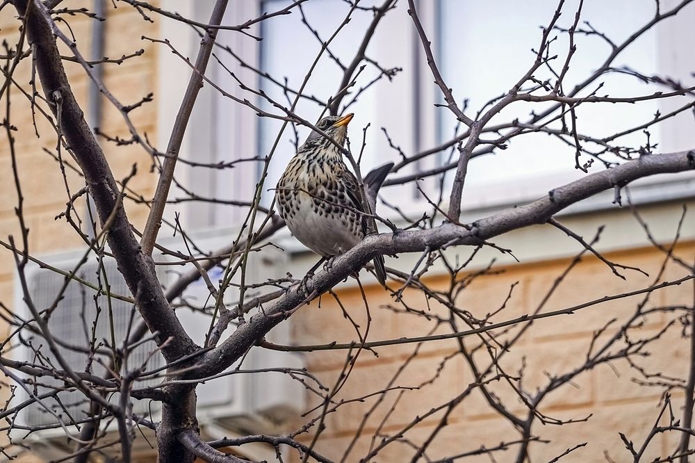 Мартовский