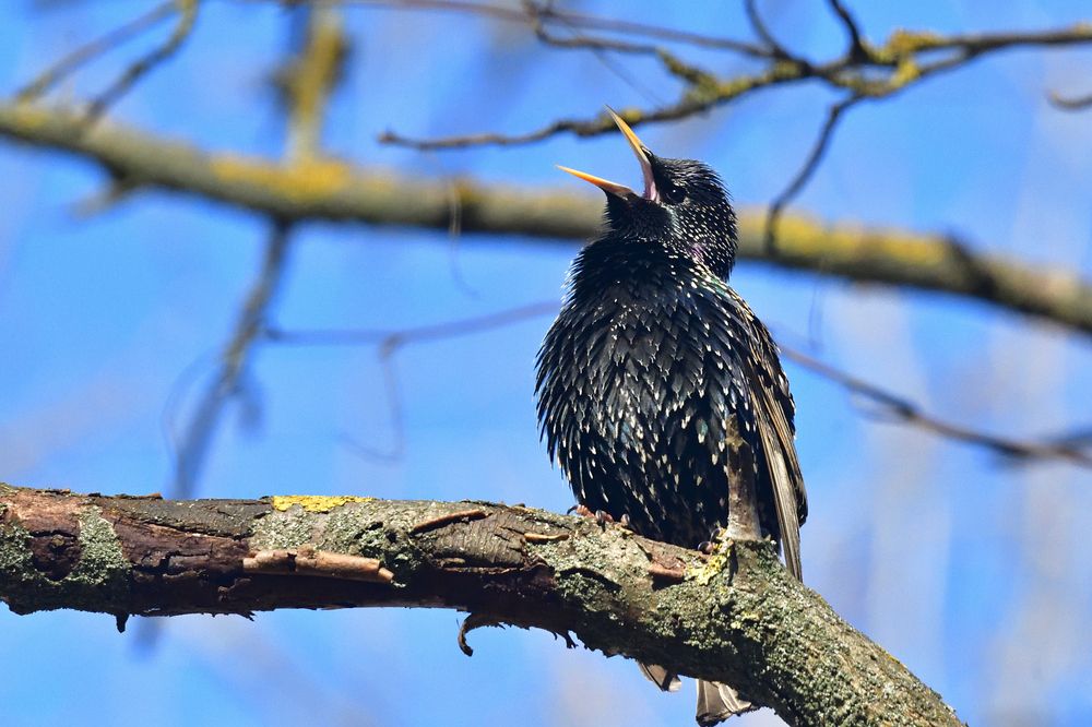 The starling..
