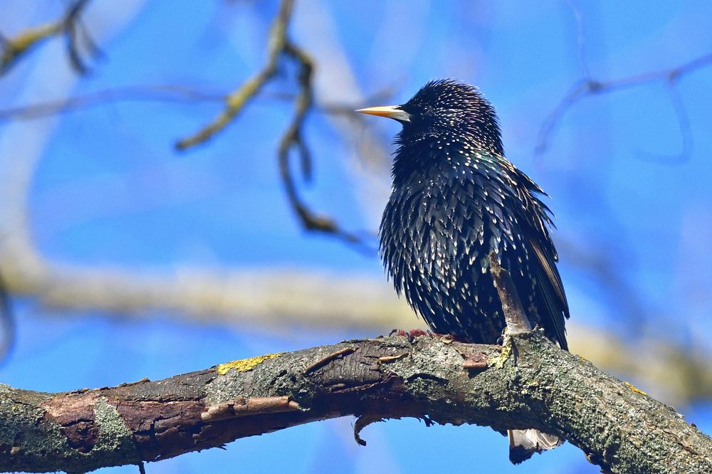 The starling..