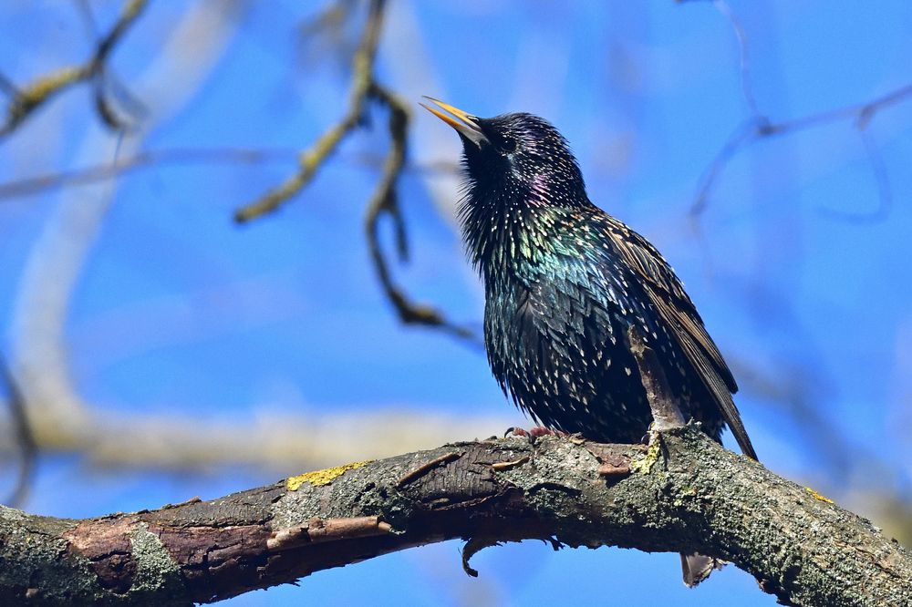 The starling..