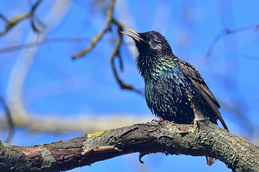 The starling..