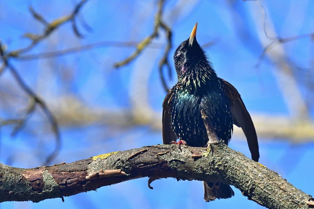 The starling..