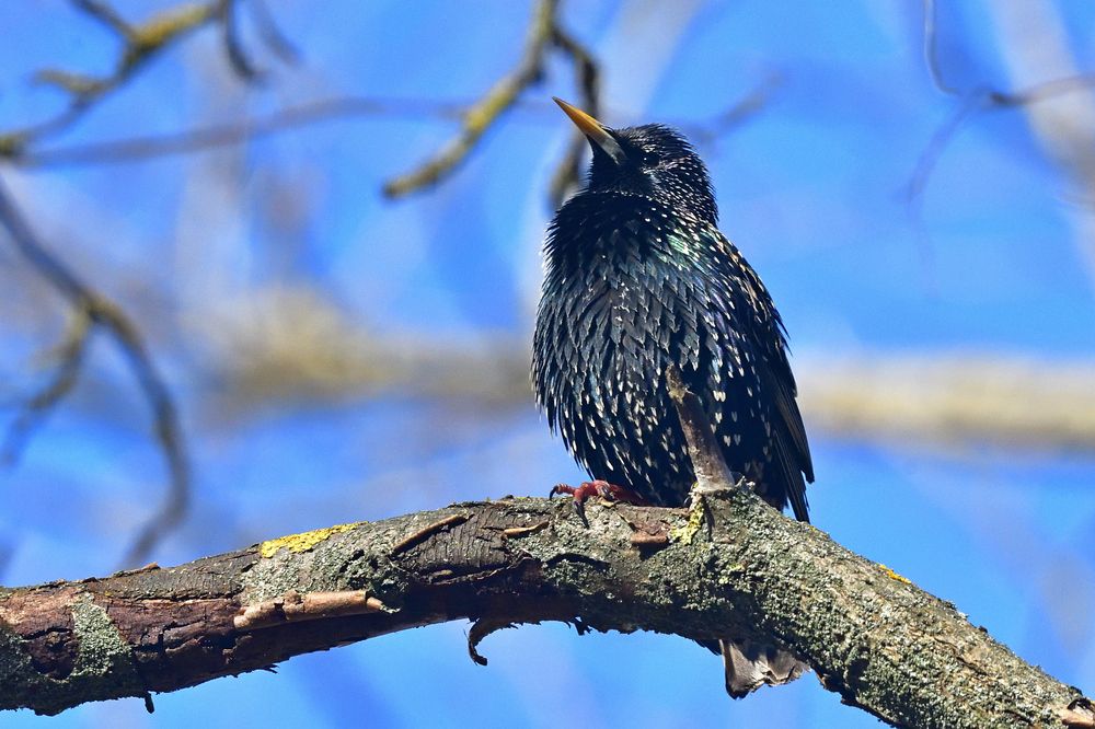 The starling..