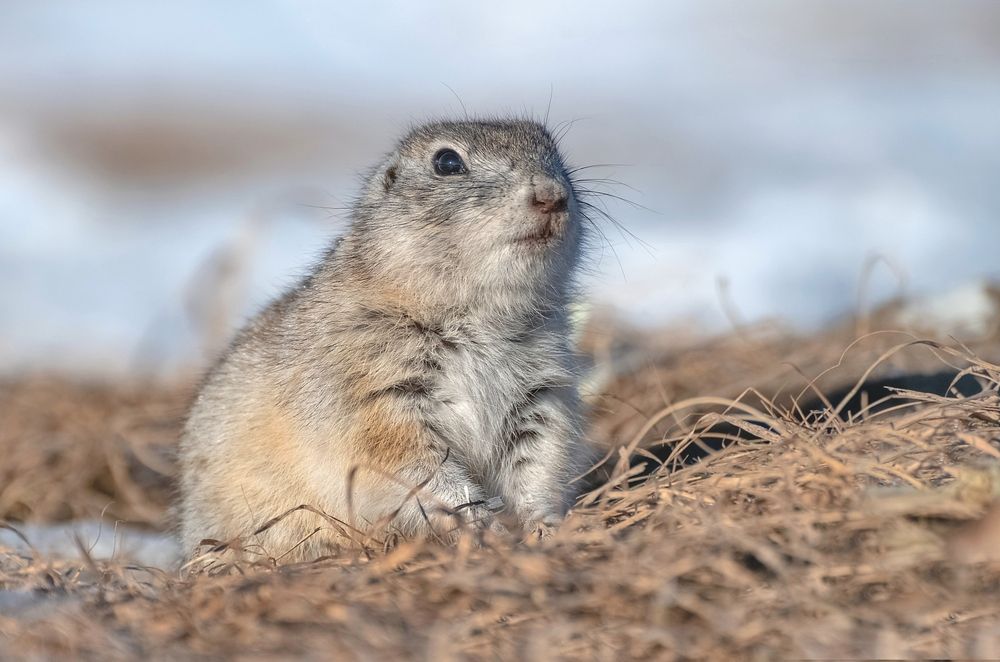 Весенний суслик