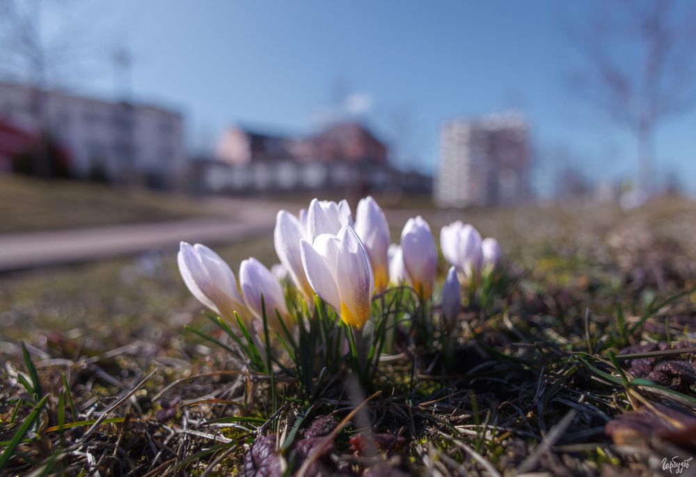Первоцветы на Казанской набережной в Туле