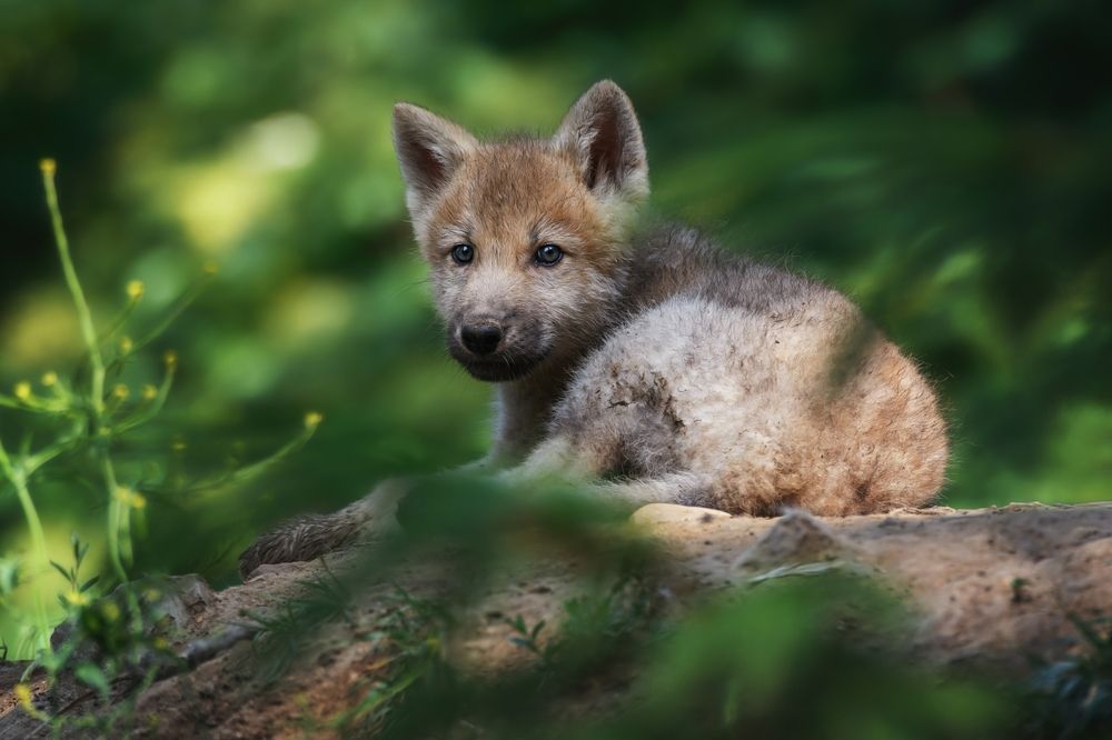 Photo 2842343
