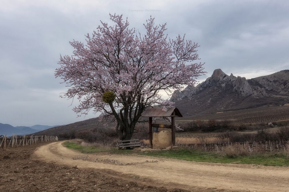 Миндаль Айванской долины