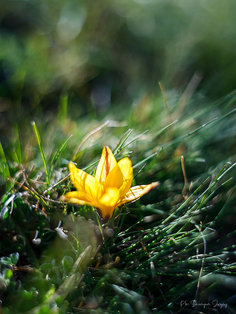 ***