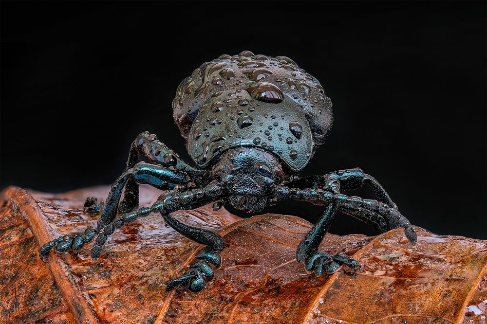 Листоед (лат. Timarcha goettingensis).