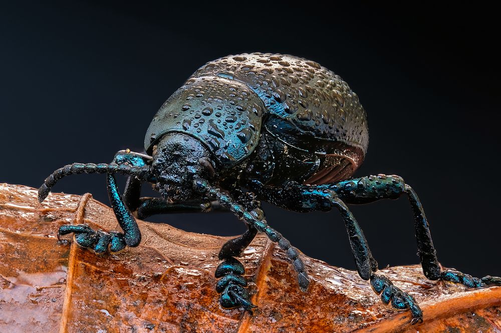Листоед (лат. Timarcha goettingensis).