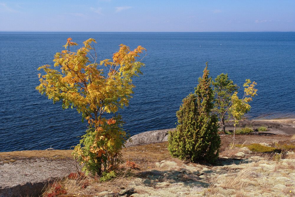 Рябинка и можжевельник