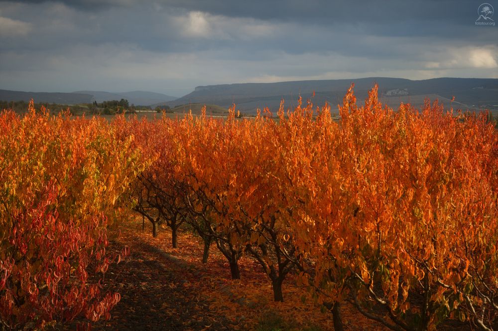 ОСЕННИЙ ПЕРСИК