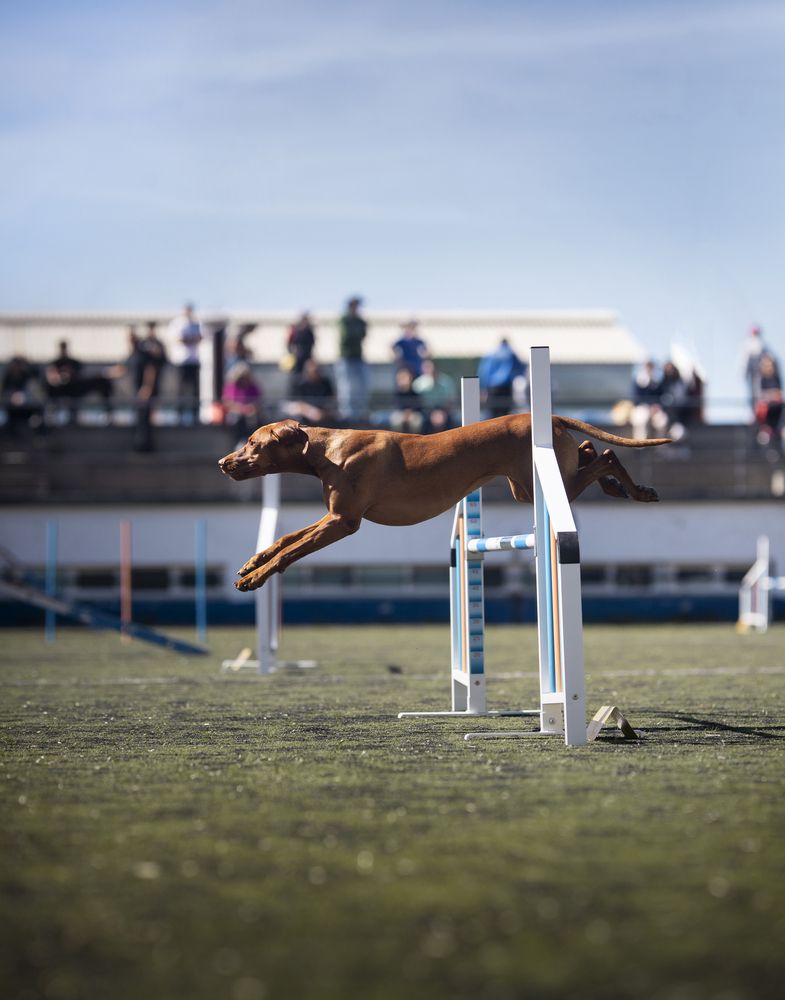 Agility