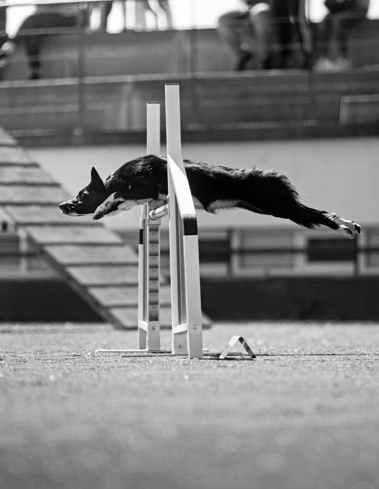 Agility