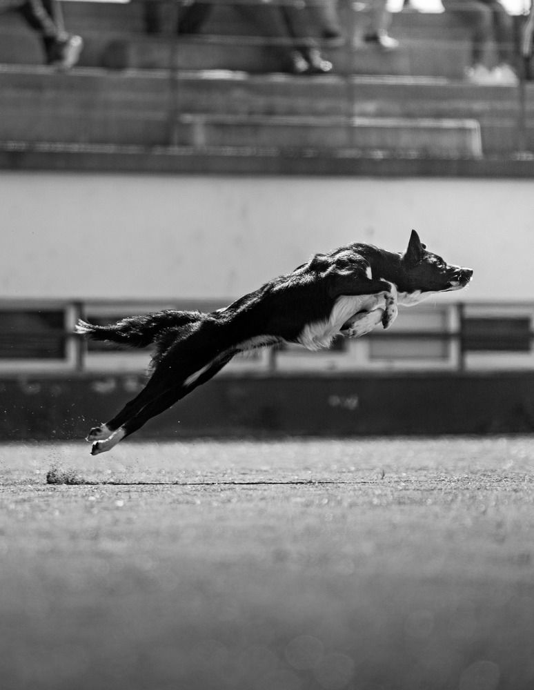 Agility