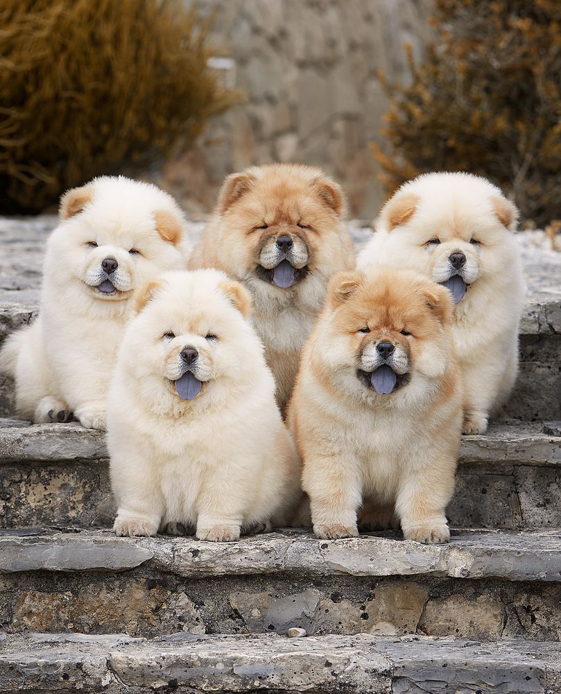 Chow-Chows
