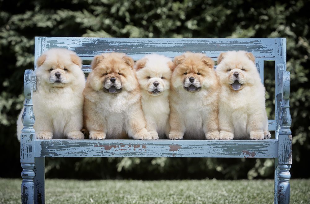 Chow-Chows