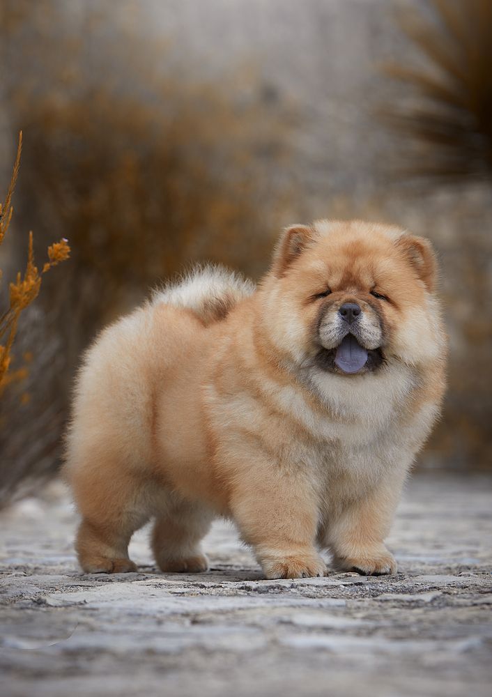 Chow-Chows