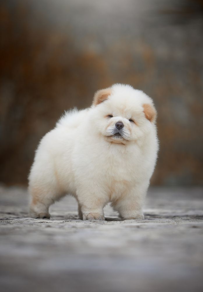 Chow-Chows