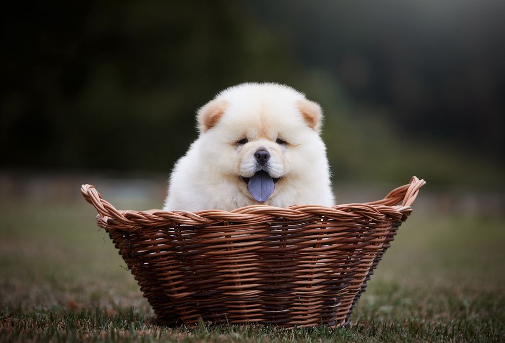 Chow-Chows