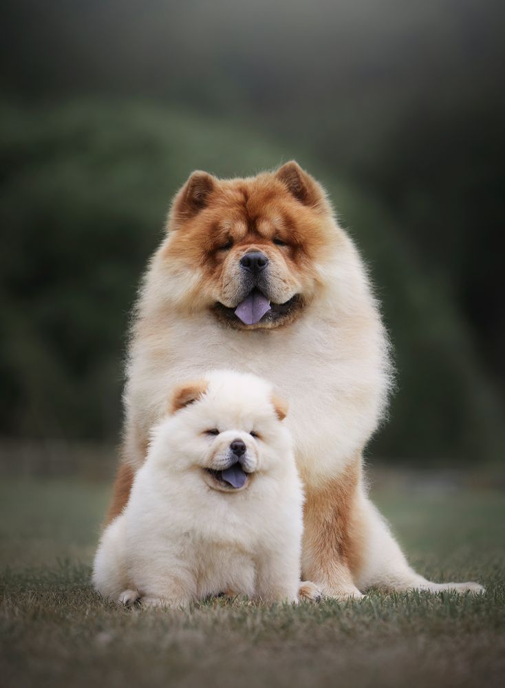 Chow-Chows