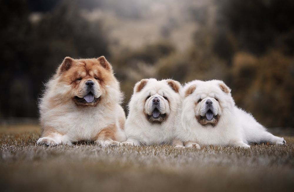 Chow-Chows