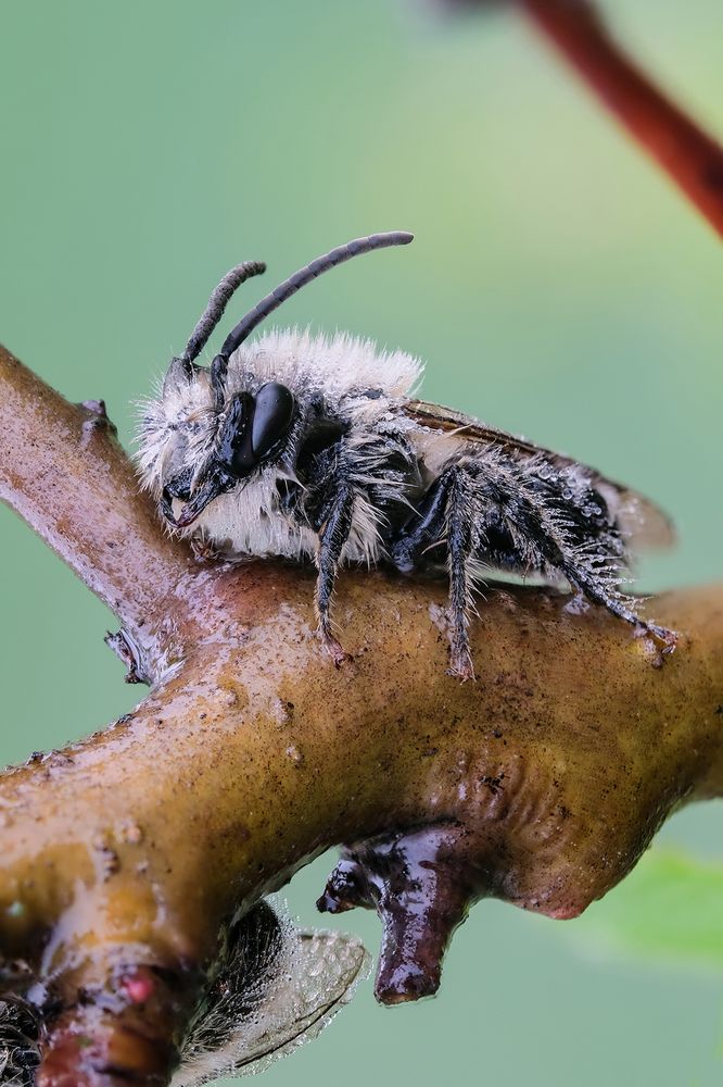 Андрена-магна (лат. Andrena magna)